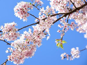 桜の時期に行きたい！湘南・箱根お花見スポット