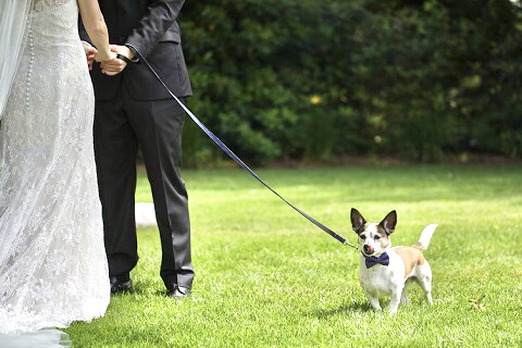 愛犬と結婚式