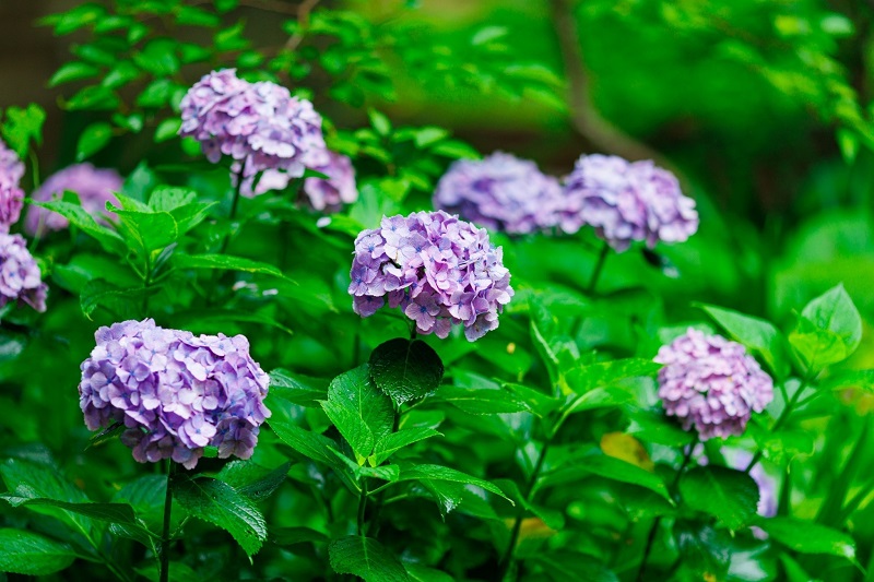 箱根結婚式　紫陽花