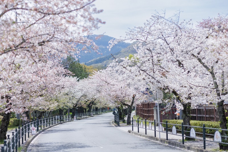 長瀞の桜並木